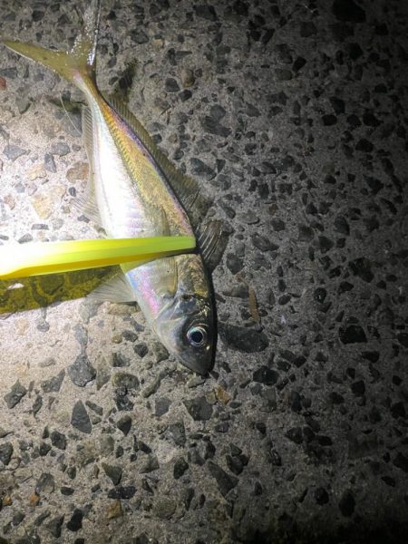 メバル狙いだったが・・