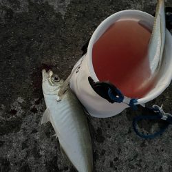 初釣りアジング