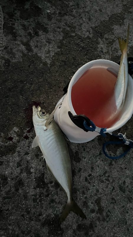 初釣りアジング