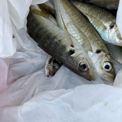 ノマセデビュー