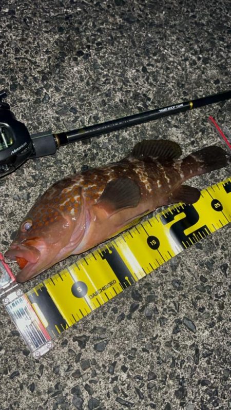 新年　初アコウ