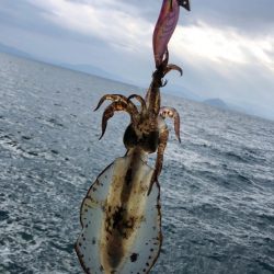 2024エギング開幕