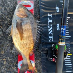 チヌ釣り