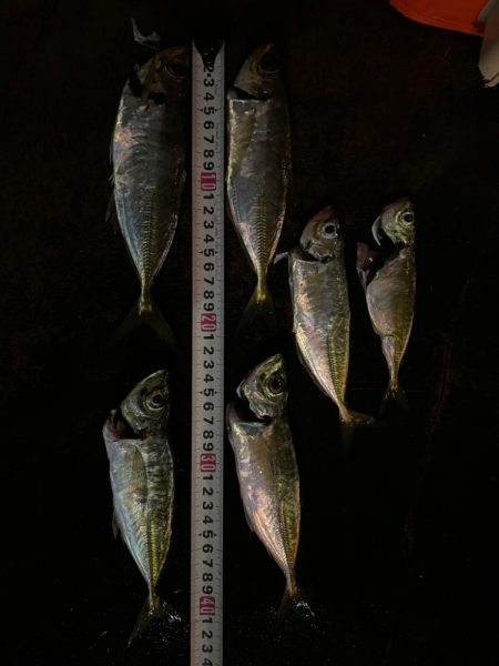 ナイトアジング