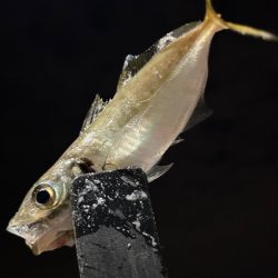 アジまだ居てる