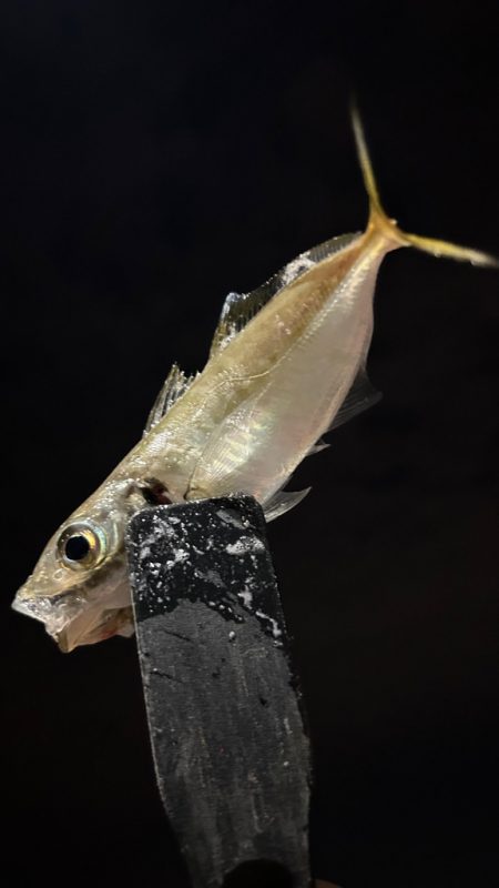 アジまだ居てる