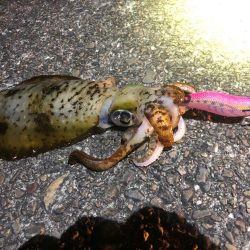 【2024年初イカ！】徳島遠征