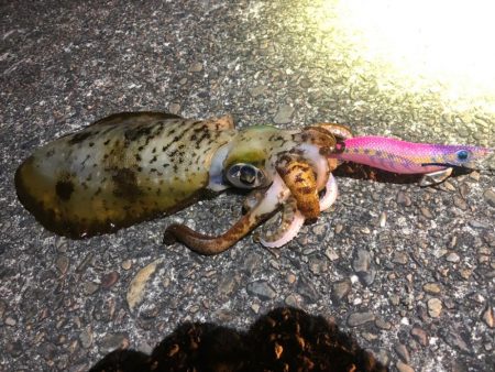 【2024年初イカ！】徳島遠征