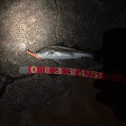 寒中シーバスは最高！