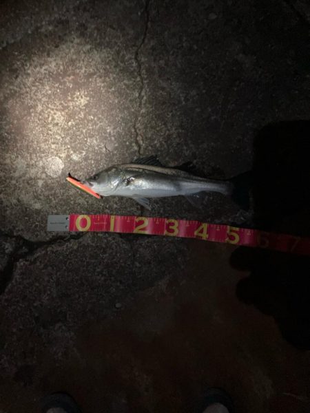 寒中シーバスは最高！