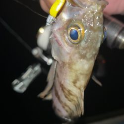 ちょい寒メバリング