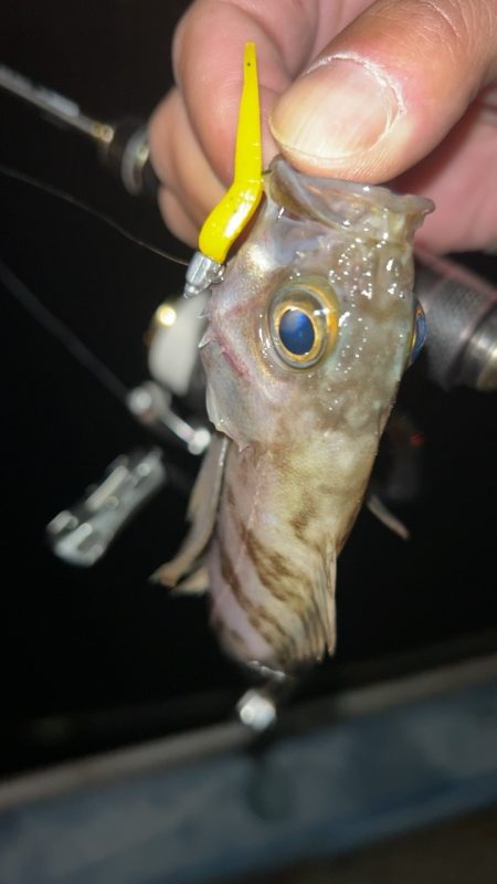 ちょい寒メバリング