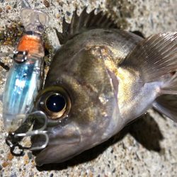 ✨メバルプラッキング✨