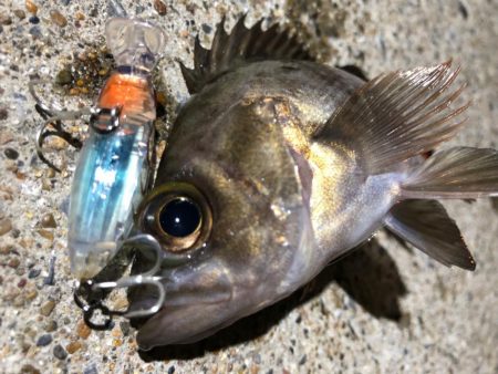 ✨メバルプラッキング✨