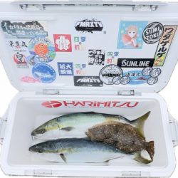 メジロ・ヒラメ/ノマセ