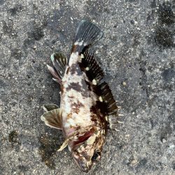 四日市ライトゲーム