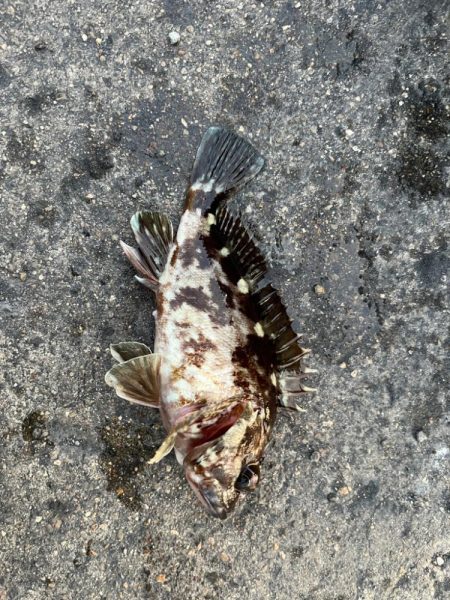 四日市ライトゲーム