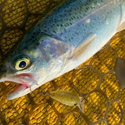 今季初トラウト