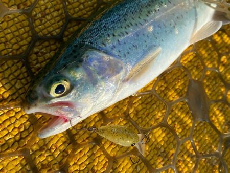 今季初トラウト