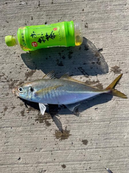 和歌山デカ鯵狙い