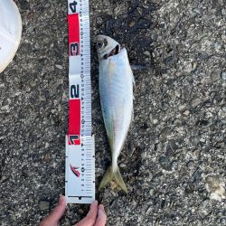 デカアジそこそこ！