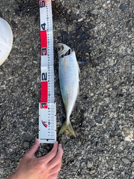 デカアジそこそこ！