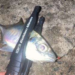 ウキ釣りでアジ🐟