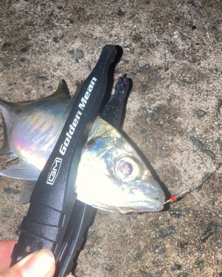 ウキ釣りでアジ🐟