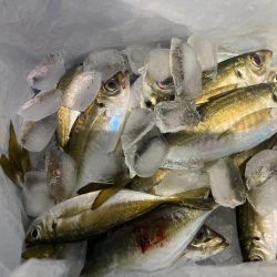 飛ばしサビキで良型連発