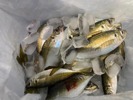 飛ばしサビキで良型連発