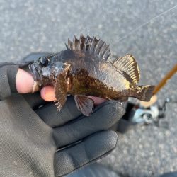 真冬のライトゲーム