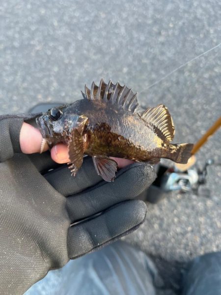 真冬のライトゲーム