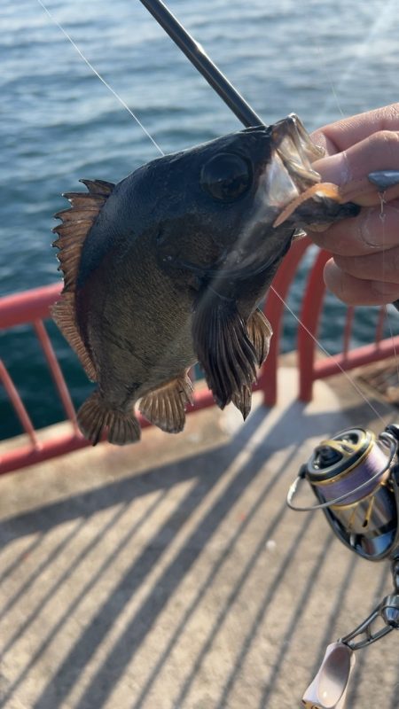 デイメバリング♪