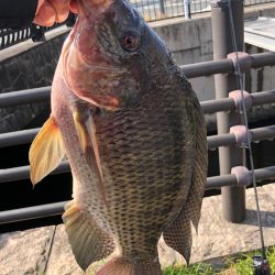 ティラピア釣り