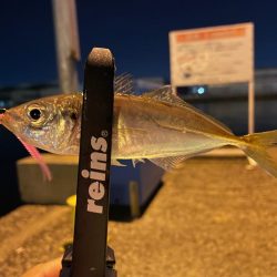 新年アジング初め!