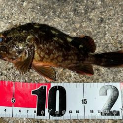 激渋メバリング