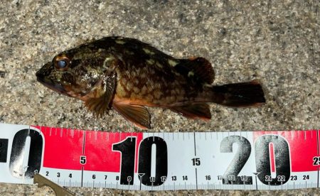 激渋メバリング