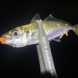 アジと根魚狙い