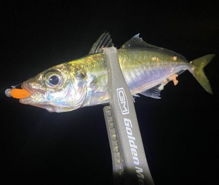 アジと根魚狙い