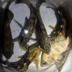 雨のメバリング