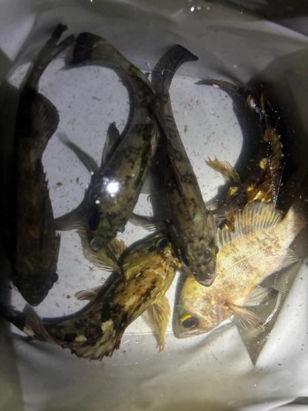 雨のメバリング