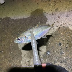 釣れる時間短い