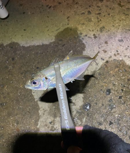 釣れる時間短い