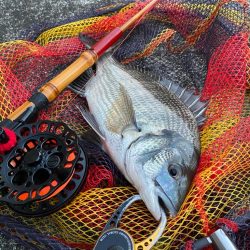 ヘチってきました