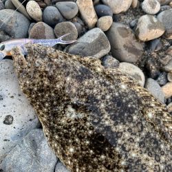 南紀のヒラスズキ