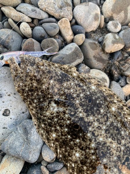 南紀のヒラスズキ