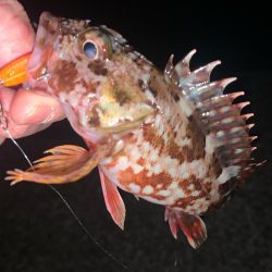 今年初の陸っぱり！