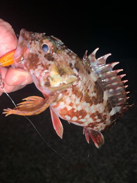 今年初の陸っぱり！