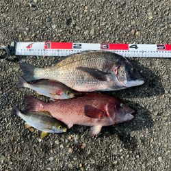 磯　フカセ釣り