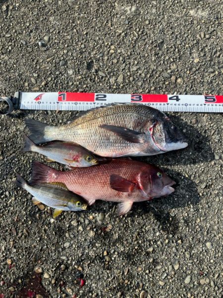 磯　フカセ釣り